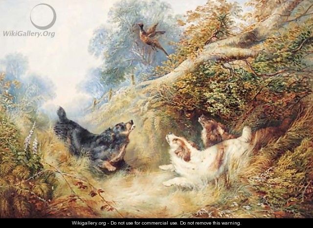 Spaniels flushing out a Pheasant - (after) George Armfield