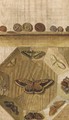 A trompe l'oeil of a butterfly display and coins on a ledge - (after) Gabriel-Germain Joncherie
