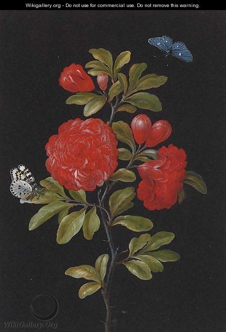 Still Life of a Rose and Butterflies - (after) Barbara Regina Dietzsch