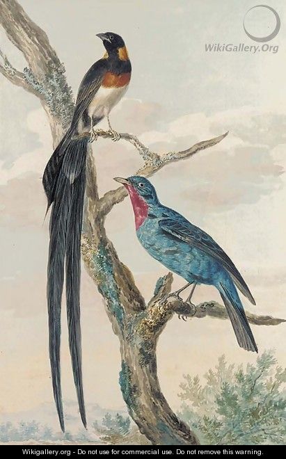 A Whydah Bird and a Continga - (after) Aert Schouman