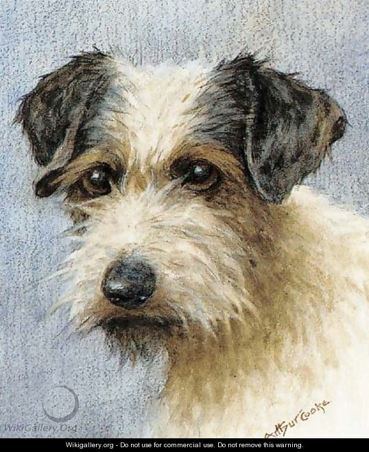 A wire haired terrier - A.C. (after) Cooke