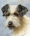 A wire haired terrier - A.C. (after) Cooke