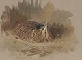 A nesting bittern - Archibald Thorburn