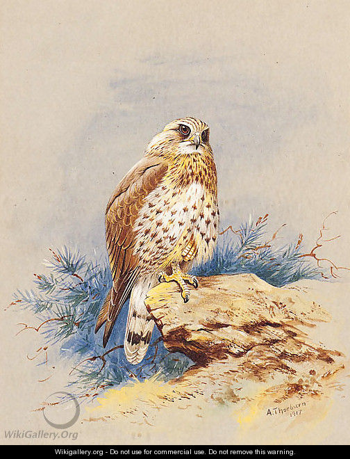 A Kestrel perched on a Rock - Archibald Thorburn
