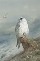 A Greenland falcon - Archibald Thorburn