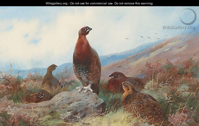 A Covey of Red Grouse on a Moor - Archibald Thorburn