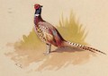 A Cock Pheasant, a study - Archibald Thorburn