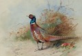 A cock pheasant 3 - Archibald Thorburn
