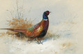 A Cock Pheasant 2 - Archibald Thorburn