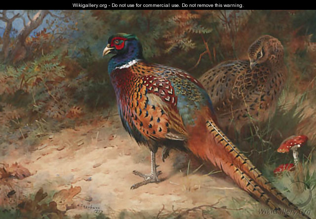 A Cock and Hen Pheasant - Archibald Thorburn