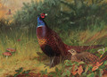 'In the Furze Breake' A cock and hen pheasant among gorse - Archibald Thorburn