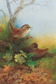 Two wrens amongst primroses - Archibald Thorburn
