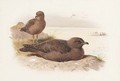 Twisted-tailed skua Lestris Pomarinus - Archibald Thorburn