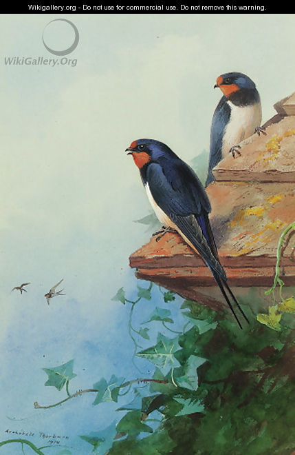 Swallows on an ivy-covered roof - Archibald Thorburn