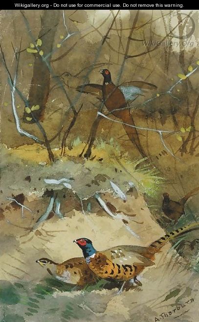 Study of pheasant - Archibald Thorburn