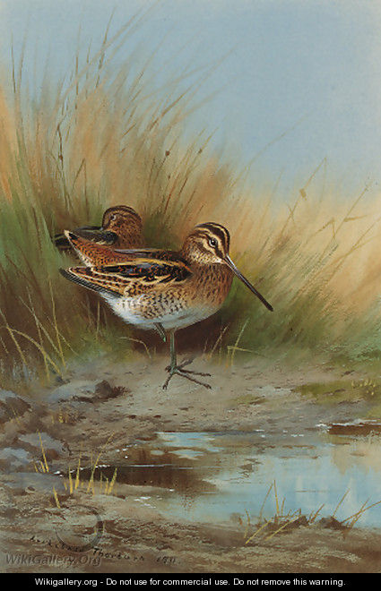 Snipe at the water