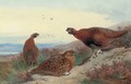 Red grouse on a rocky outcrop - Archibald Thorburn