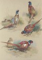 Pheasants - Archibald Thorburn