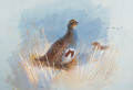 Partridges - Archibald Thorburn