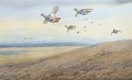 Partridge in flight 2 - Archibald Thorburn