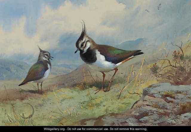 Lapwings in a rocky landscape - Archibald Thorburn
