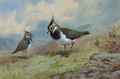 Lapwings in a rocky landscape - Archibald Thorburn