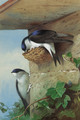 House martins, on a nest beneath the eves - Archibald Thorburn