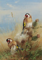 Goldfinches among thistles - Archibald Thorburn