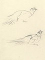 Two cock pheasants, a sketch - Archibald Thorburn