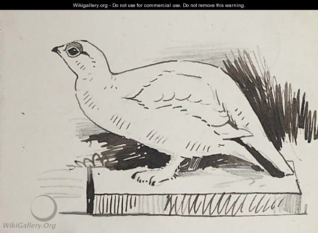 Sketch of bird - Archibald Thorburn