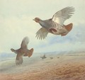 Partridge in flight - Archibald Thorburn