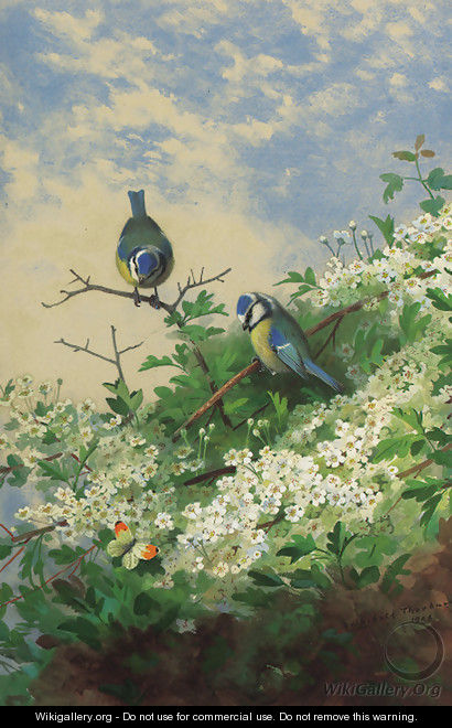 Blue tits and an orange tip butterfly among hawthorn blossom - Archibald Thorburn