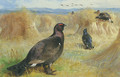 Blackcock amongst the corn stookes - Archibald Thorburn