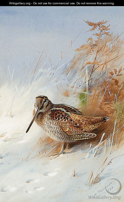 A Woodcock in Winter - Archibald Thorburn