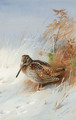 A Woodcock in Winter - Archibald Thorburn