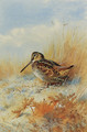 A woodcock at the edge of a field - Archibald Thorburn