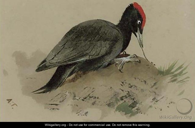 A Swedish woodpecker - Archibald Thorburn