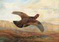 A Red Grouse in flight above Moorland - Archibald Thorburn
