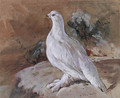 A Ptarmigan resting - Archibald Thorburn