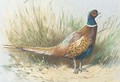 A pheasant - Archibald Thorburn