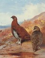 A pair of red grouse, in moorland - Archibald Thorburn