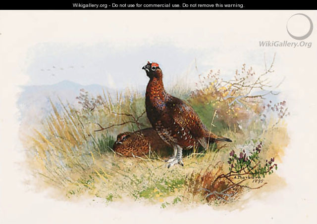 A Pair of Red Grouse - Archibald Thorburn
