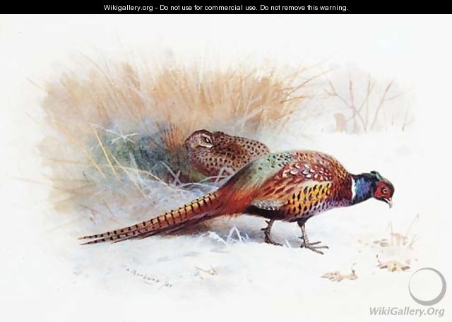 A Pair of Pheasants - Archibald Thorburn