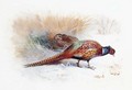 A Pair of Pheasants - Archibald Thorburn