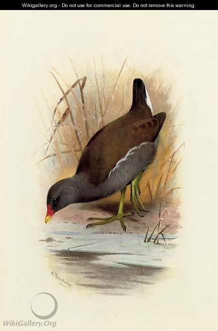 Water Hen or Moorhen, Gallinula Chloropus - Archibald Thorburn