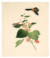 Flower and Butterflie - Anglo-Chinese School