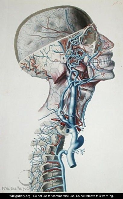 Veins and arteries in the head - (after) Chazal, Antoine
