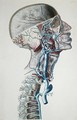 Veins and arteries in the head - (after) Chazal, Antoine