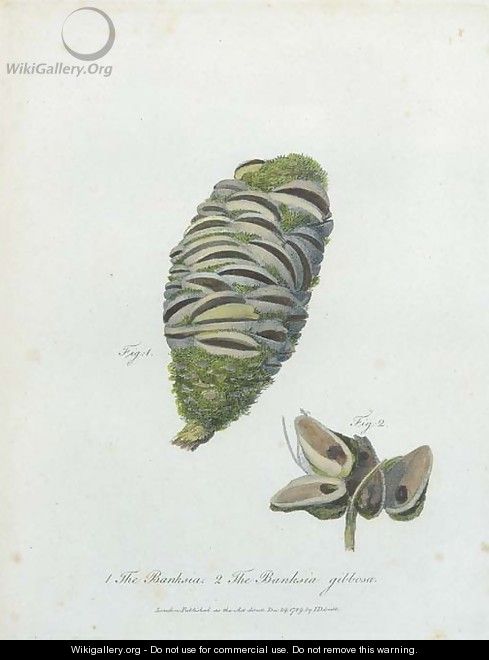 The Banksia - The Banksia Gibbosa - Frederick P. Nodder