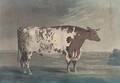 The Ketton Ox, by Robert Pollard - George Cuitt